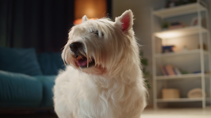 Small dog drinking water close-up. West highland white terrier in living room, obedient Westie puppy relaxing at home, breathing with tongue out. Happy domestic animal concept, best friends.