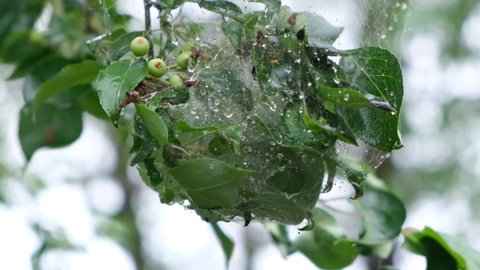 Pests on the apple tree. cobwebs and caterpillars on branches and leaves