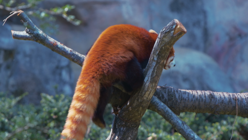 Cute red pandas climb up trees and walk leisurely.
Tama Zoological Park, Japan.
Slow motion. 4K.
 | Shutterstock HD Video #1089170069