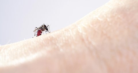 4K video of blood-sucking mosquito.