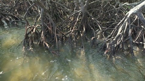 Mangrove forest roots with tidal ocean in Thailand