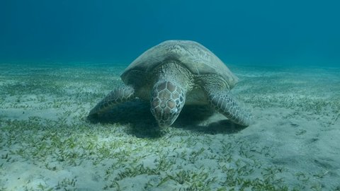 Close up portrait of Big Sea Turtle green eats green sea grass on the seabed. Green sea turtle (Chelonia mydas) Underwater shot, 4K-50fps. Red Sea