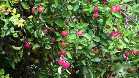ripe juicy apples in abundance in an apple orchard are ready for harvesting. Apple season in mountains in August in Himachal Pradesh, India. Red apples peeping out of green leaves on an apple tree.