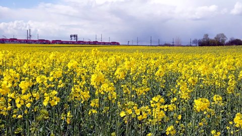 blooming rape plants move in the wind, moving train in the background