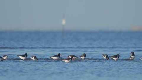 A flock of oystercatcher in japan