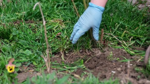 Close View Plucking Weeds By Hoe Stock Footage Video (100% Royalty-free ...