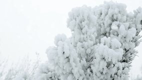 Pine branch is covered with frost under the flying snow. Frosty forest background. Snowfall in winter. Animated panoramic 4K video, 3D rendering.