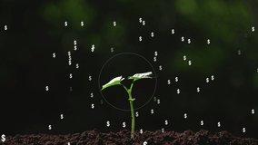 dollar money tree business growth concept. bitcoin sign hologram background. - Powered by Shutterstock - Get 15% off with code: PIKWIZARD15