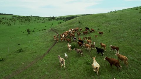 Aerial photography of cows. Dairy farm. Cattle on green field. Cow farm. Aerial photography of cattle in green field. Herd of cows. Dairy production farm. Aerial photography of herd of cows on farm