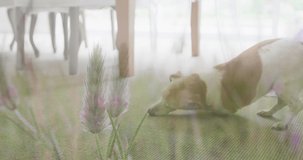 Composite video of tall crops in the field against dog at home. national pet month awareness concept