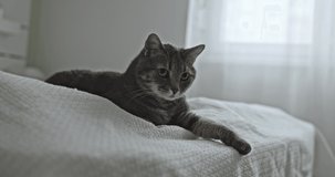 Closeup video of grey cat indoors in home