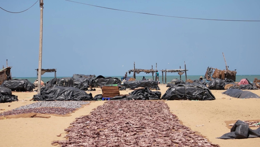 Dried fish under the sun at the Negombo Fish Market in Sri Lanka