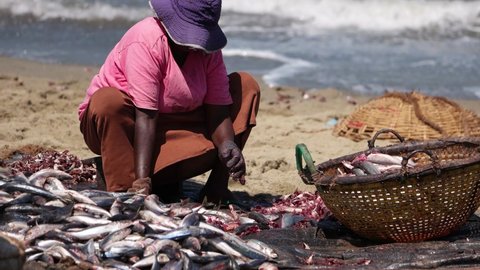Tangalle, Sri Lanka - March 02 2022: Women cleaning fish next to sea at Negombo Fish Market in Sri Lanka