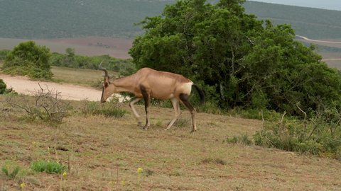 Red hartebeest antelope in the nature reserve Hluhluwe National Park South Africa