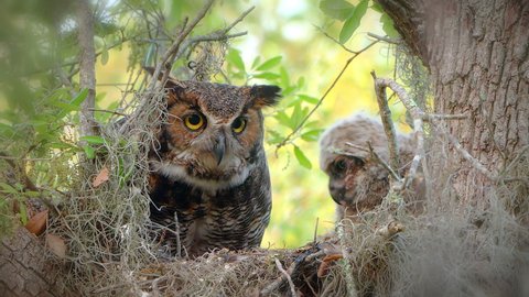 Great Horned Owl and baby owl chick sit in a nest surrounded by Spanish moss. Mother looks out at pretty to feed the cute juvenile bird that has fluffy white feathers. Close-up. 4K