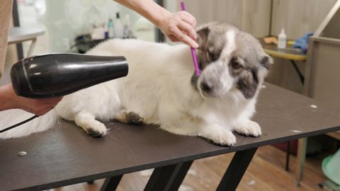 female groomer dries corgi dog. its fur with hair dryer on a grooming table in a beauty salon for dogs. Hairdresser for animals.
