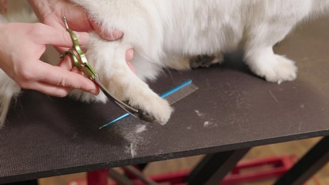 Close-up of female groomer cutting paw of purebred curly dog corgi by haircut machine for animals at table in grooming salon. Woman pet hairdresser doing hairstyle.