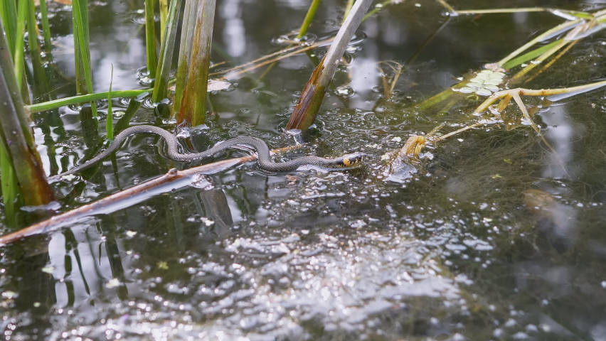 Non-Venomous Snake with Yellow Ears Swims in an Overgrown Pond, Looking for Prey. Swamp with aquatic plants, grass, reeds on sunset. Viper sticks out its tongue. Wild nature. 4K. Slow motion.