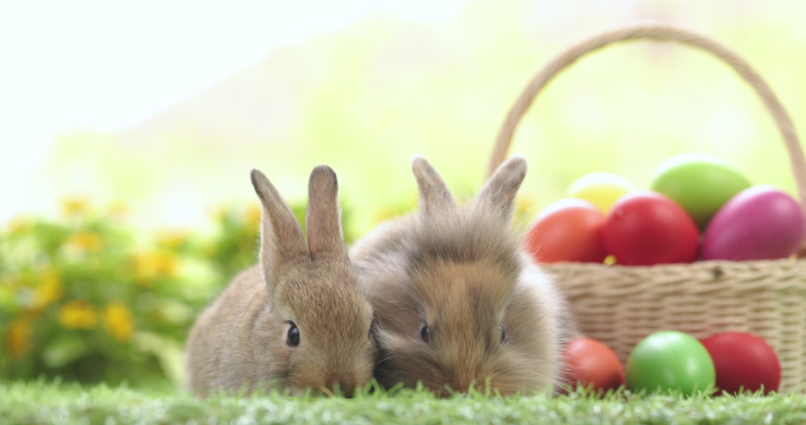 Lovely bunny easter fluffy baby rabbit eating green grass with a basket full of colorful easter eggs on green garden nature background on warmimg day. Symbol of easter day festival. Happy easter day. Royalty-Free Stock Footage #1089187689