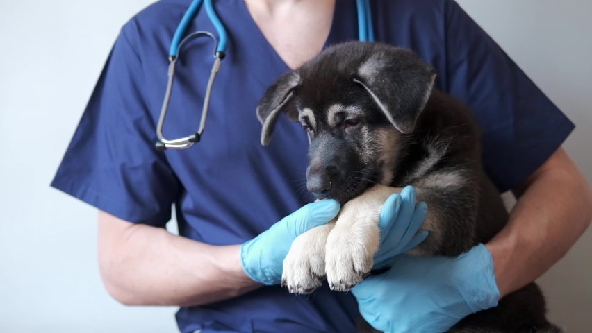 cute fluffy german shepherd puppy in the hands of a veterinarian. the veterinarian examined the dog. doctor with dog on grey background with copy space. Royalty-Free Stock Footage #1089187975