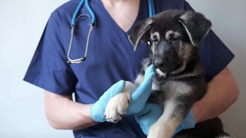 cute fluffy german shepherd puppy in the hands of a veterinarian. the veterinarian examined the dog. doctor with dog on grey background with copy space.