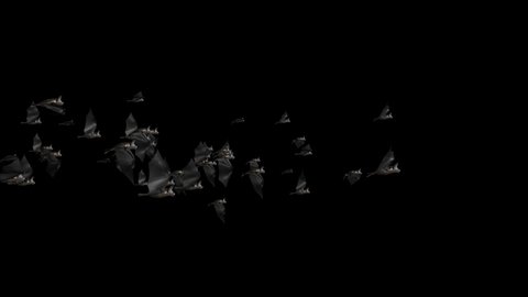 Bats Halloween birds green screen footage loop animation. Halloween party celebration. Flittermouse night creatures. Silhouettes flying bats vampire. Nightmare, fantasy, Magic, hell, ghost, murder.