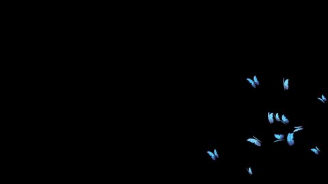 4K Loop Animation Background of Flying Butterfly on the blue screen. The concept of animal, wildlife, games, back to school, 3d animation, short video, film, cartoon, organic,