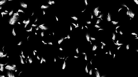 Beautiful texture many flying white feathers black background. Romantic backdrop textile decoration. Soft focus fluffy angel feather Animation. Abstract soft fuzzy decoration Beauty softness concept.