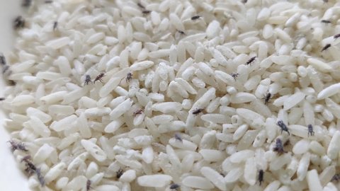 Rice weevil infestation to the rice grains