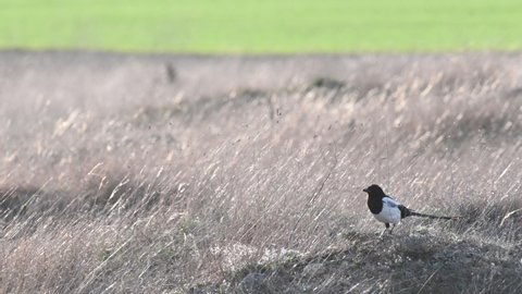 Magpie Pica pica. The bird is sitting on the ground in the dry grass, turning its head.