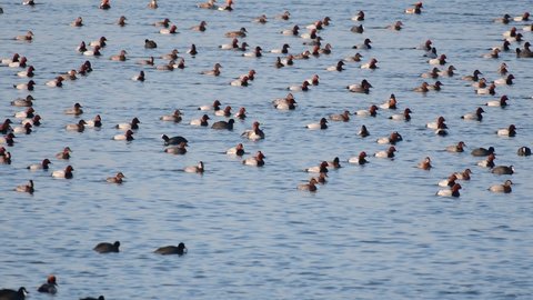 Ducks swim in the lake. Wild ducks spend the winter on a warm pond.