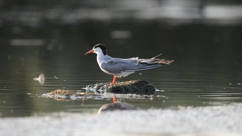 Common Tern - Sterna hirundo. A bird cleans its feathers standing on a rock in the river.