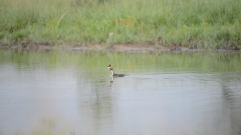 Great grebe on the lake podiceps cristatus. A bird swims on the lake.