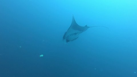 Black Oceanic Manta floating on a background of blue water in search of plankton. Underwater scuba diving in Indonesia.