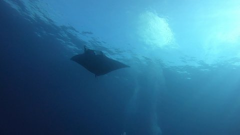 Gigantic Black Oceanic Manta fish floating on a background of blue water in search of plankton. Underwater scuba diving in Indonesia.