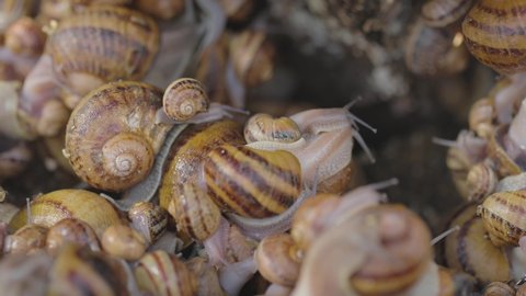 Snails close-up. Snails on the farm close-up. Industrial farming of snails for food