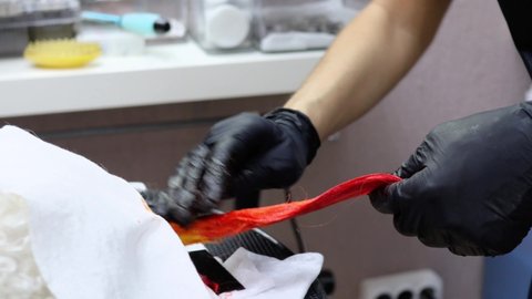The professional groomer is coloring a bichon frise tail in orange color while a dog is looking at camera, 4K