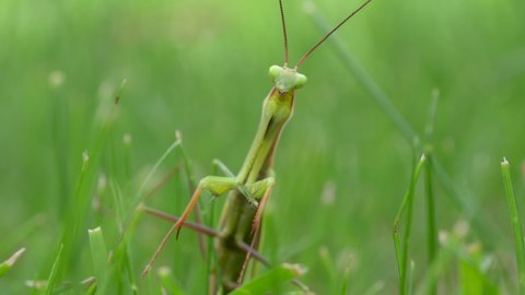 Close-up of a praying mantis on green grass. Praying mantis is an insect that belongs to the order Mantodea
