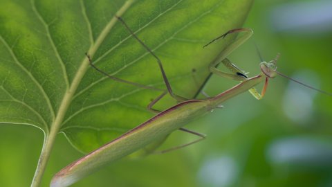 Close-up of a praying mantis on a green leaf. praying mantis is an insect that belongs to the order Mantodea