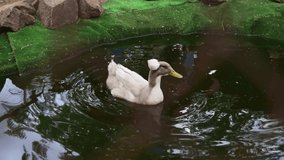 crested duck swims in a pool behind a cage at a zoo. Waterfowl protection concept