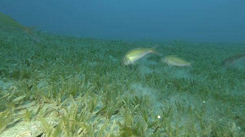 Shoal of Goatfish feed on the sandy bottom covered with green seagrass. Blacksaddle Goatfish or Twospot Goatfish - Parupeneus rubescens. Red sea, Egypt