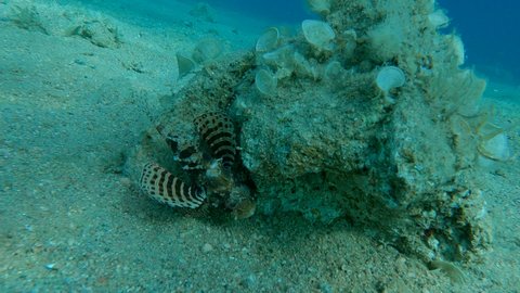 Zebra fish sitting on sandy bottom near stone. Zebra Lionfish, Red Sea Dwarf Lionfish or Zebra Turkeyfish - Dendrochirus zebra, Dendrochirus hemprichi. Slow motion. Red sea, Egypt