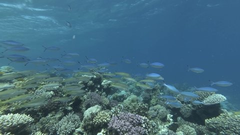 Massive shool of multicolored tropical fishes stand over coral reef under storm waves. Yellowfin Goatfish - Mulloidichthys vanicolensis and Lunar Fusilier - Caesio lunaris. Red sea, Egypt