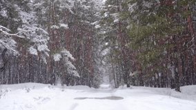 Snowfall in winter pine forest. Snow falling in slow motion rural scene woodland road. Beautiful winter tranquil landscape. Christmas time background.