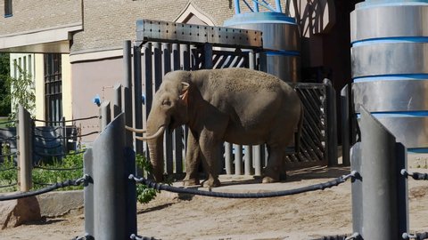MOSCOW - SEPTEMBER 27: Moscow Zoo big asian elephant in aviary on September 27, 2019 in Moscow, Russia.