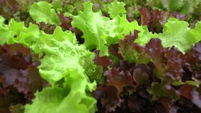 Close-up of fresh green lettuce leaves. Lettuce is a mixture for making salads. A video in a salad garden with perfect motion and a blur or bokeh effect in the background. High quality 4k footage