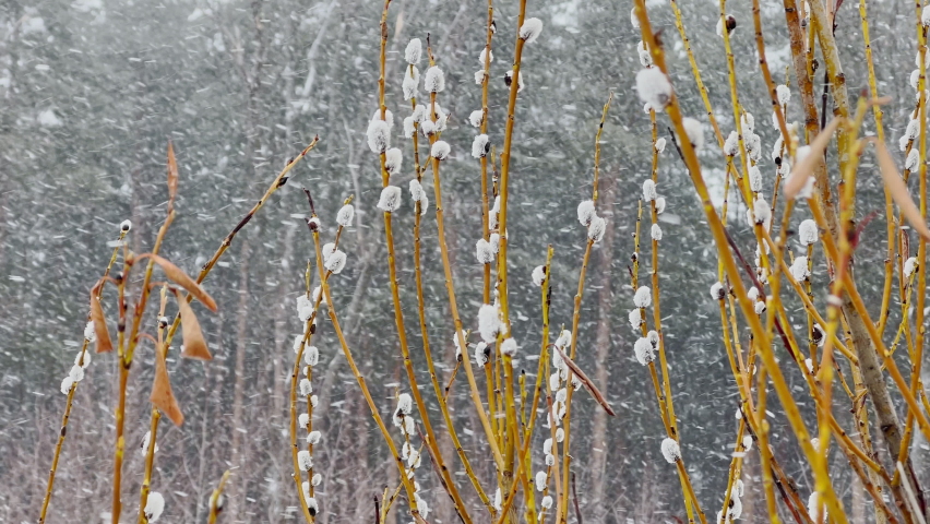 Branches of a willow trees start blossoming in wild park in snow blizzard, the first days of spring, fluffy flowers are in snow storm
