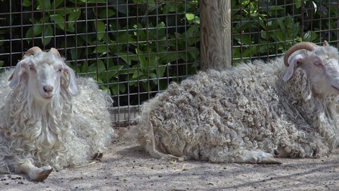 Two White Goats Resting in the Barn and Ruminant Rumination Footage.