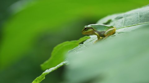 Video of a tree frog on grass.