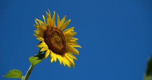Low angle 4K video of sunflowers and blue sky swaying in the wind.